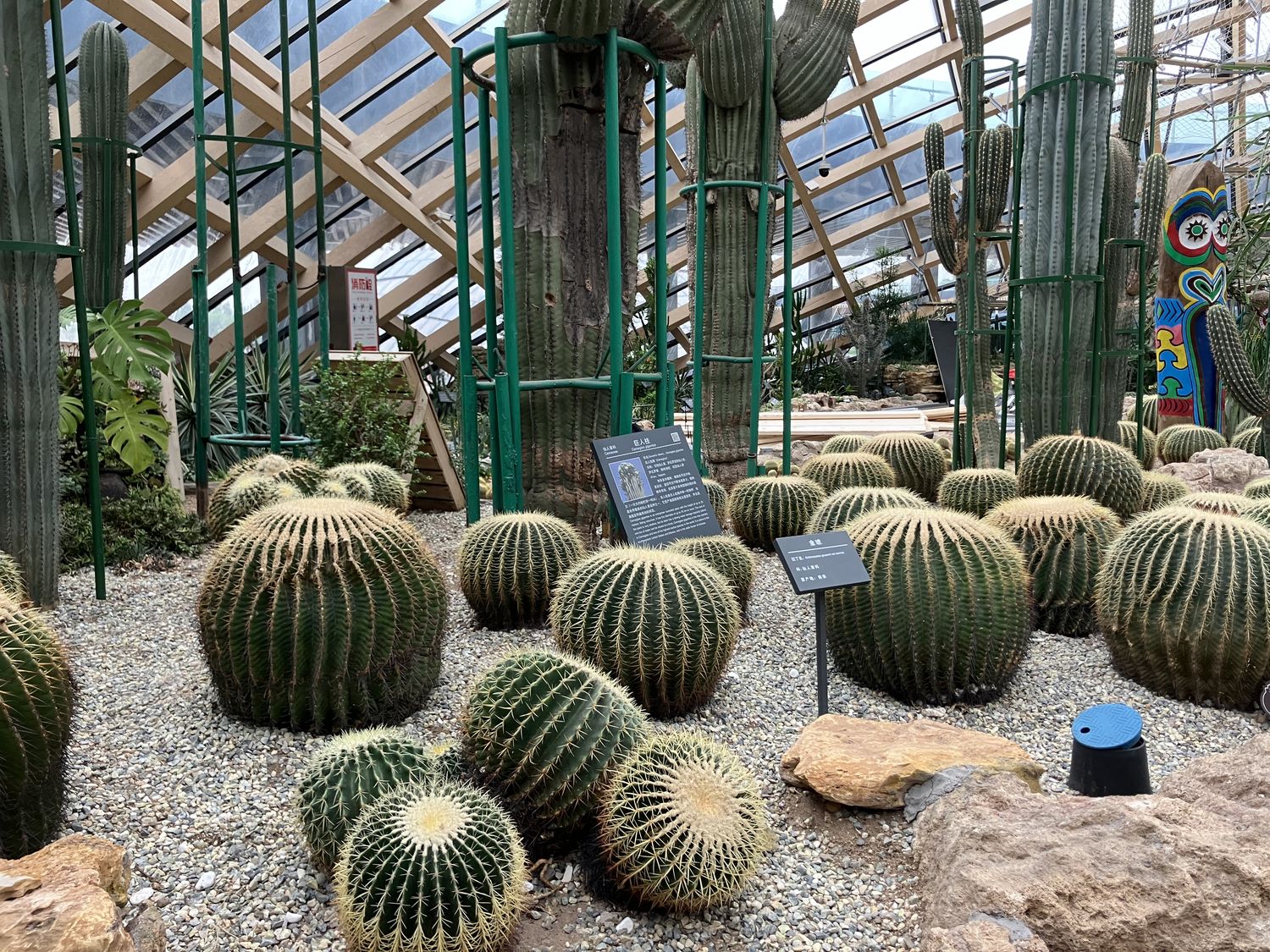 Cactus at the Taiyuan Botanical Gardens