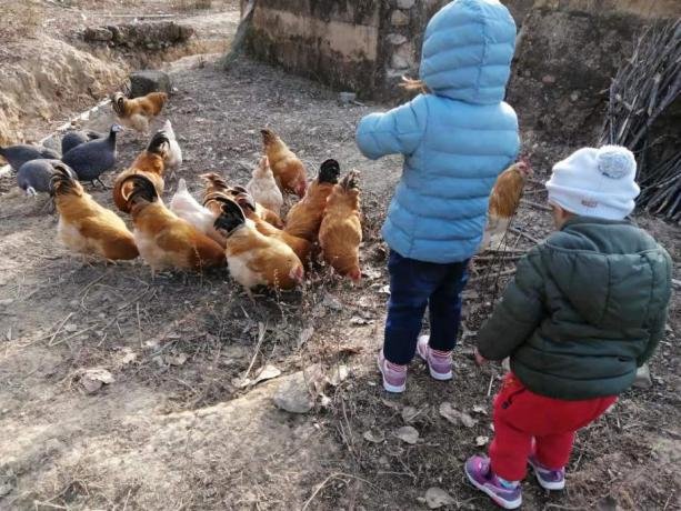 Brother and sister feeding the chicken and ducks