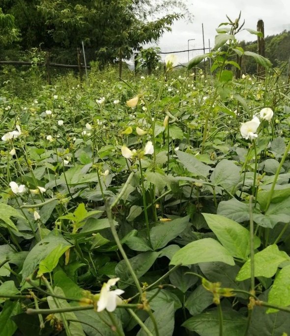 The village crops in May