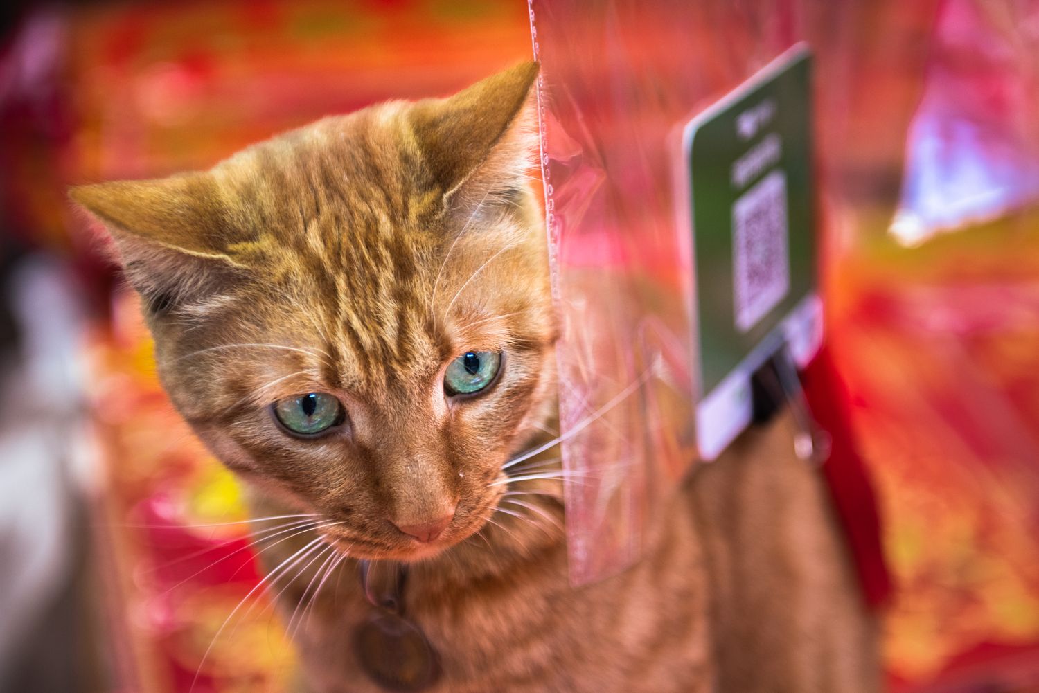 Shop cat at Chinese street stall