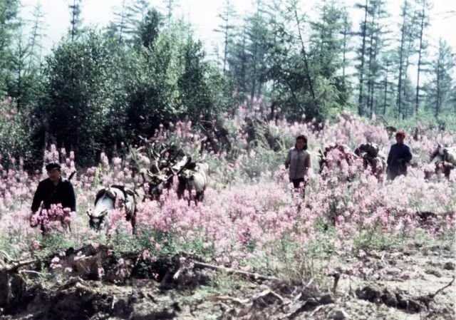 Hunters walking through Indian Azalea