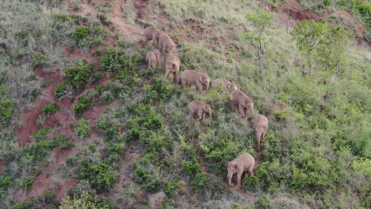 The elephants’ migration route