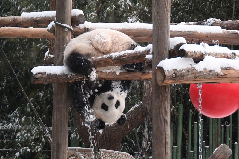 A panda in Beijing Zoo playing with snow