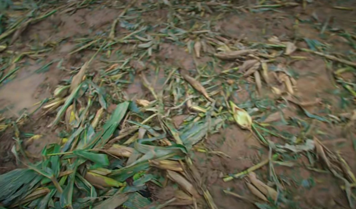 A corn field trampled on by elephants