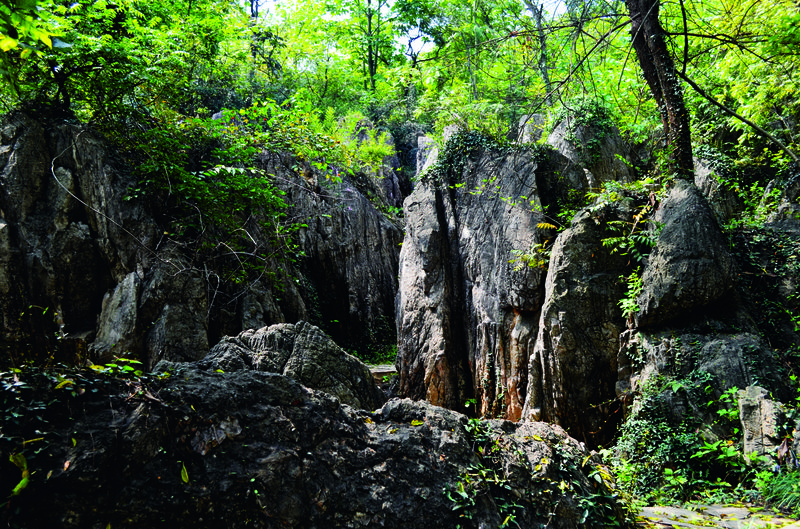 The “Lava Stone Forest” is around 550 million years old