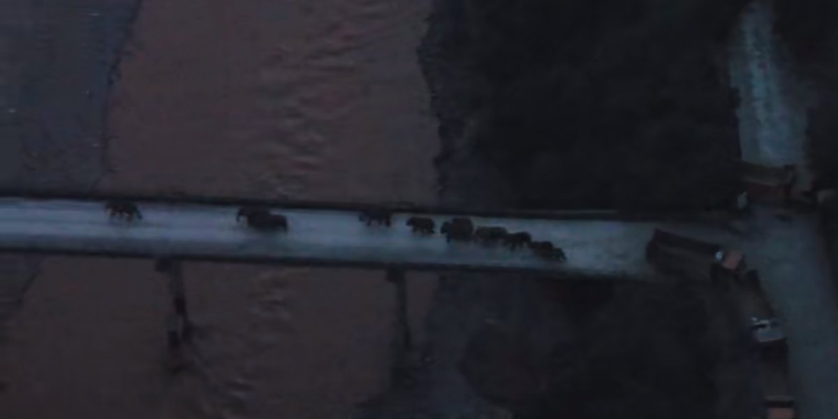 The family herd of short-nosed elephants after successfully crossing the Yuanjiang River