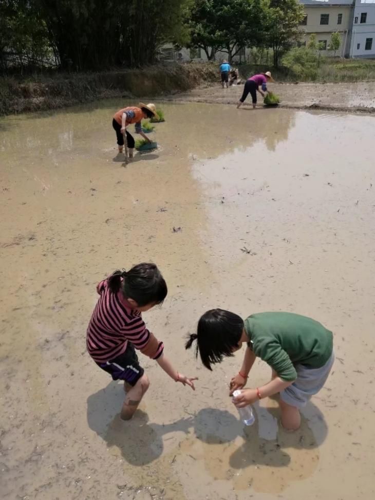 The girls planting rice seedlings