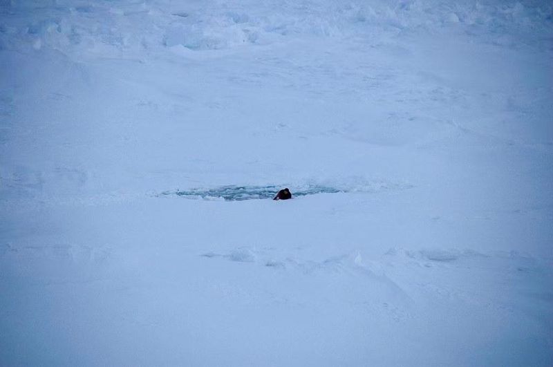 Chinese Antarctic expedition member Xu Xiaxing climbing up the ice sheet from a fall into the sea