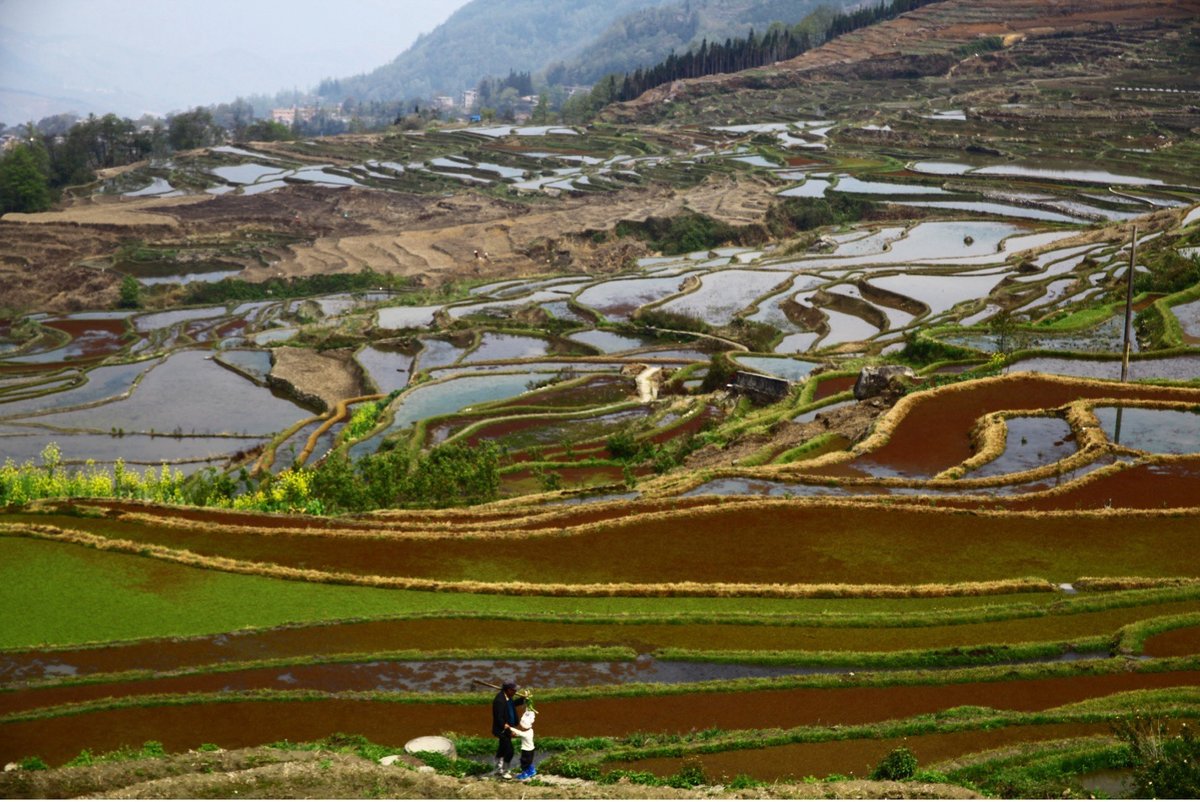 Azheke Villagers walking along rice terraces Yuanyang county