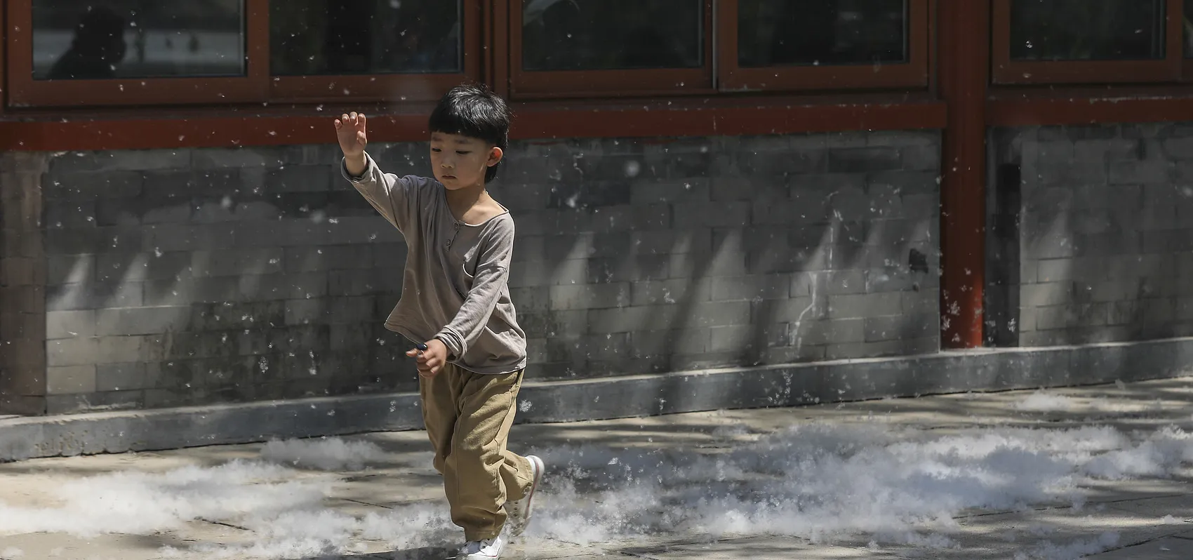 Beijing boy playing in catkin outside