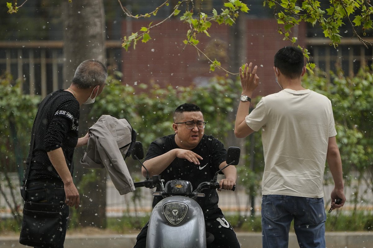 Beijing men swat away poplar catkins while chatting at a park