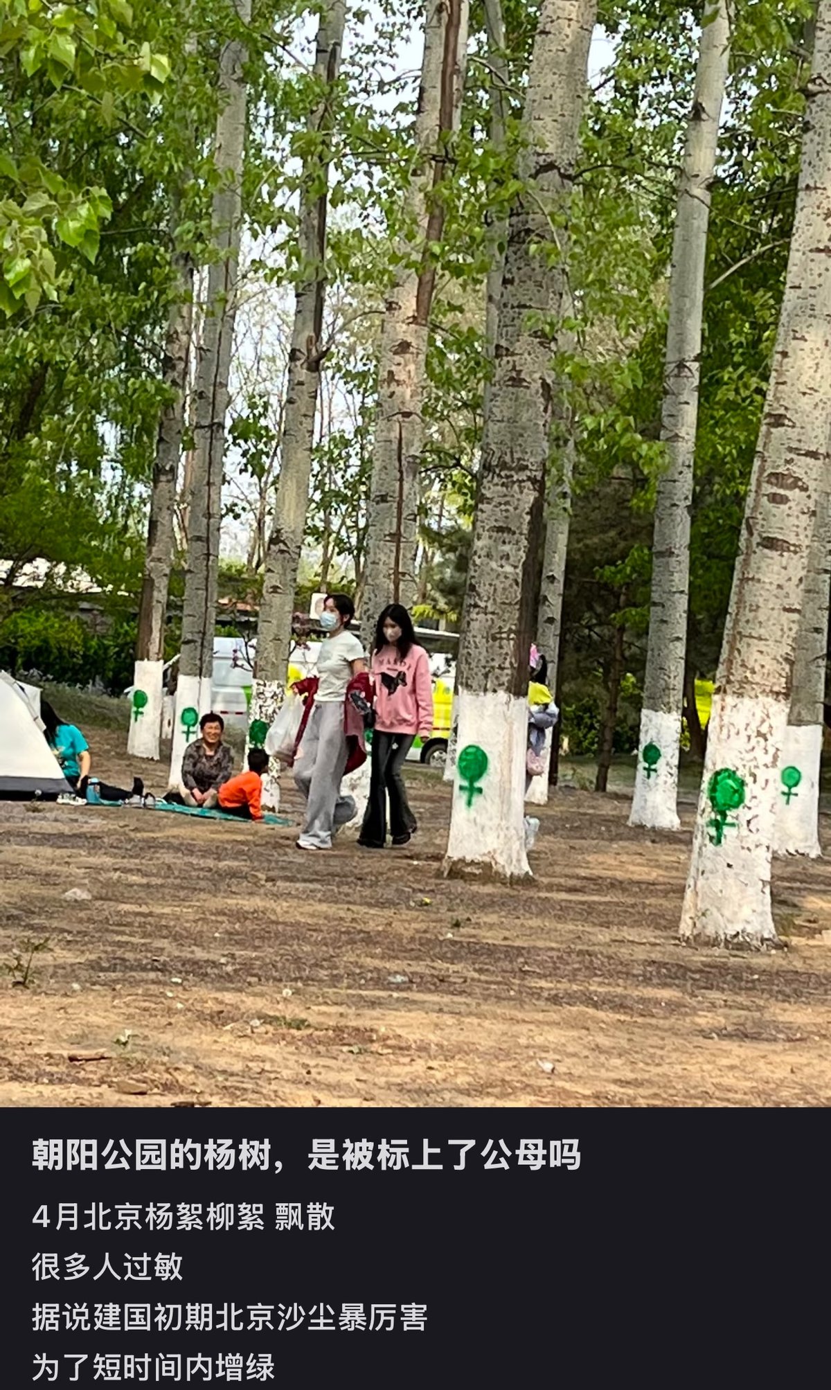 Poplar trees in Chaoyang Park trees marked with male and female symbols