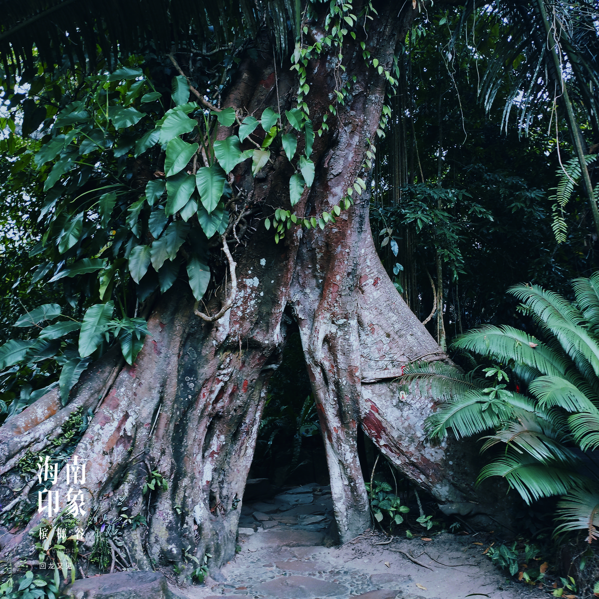 Two entwined ancient banyan trees, affectionately known as the “Lovers’ Trees,” form an auspicious doorway for visitors to the rainforest park