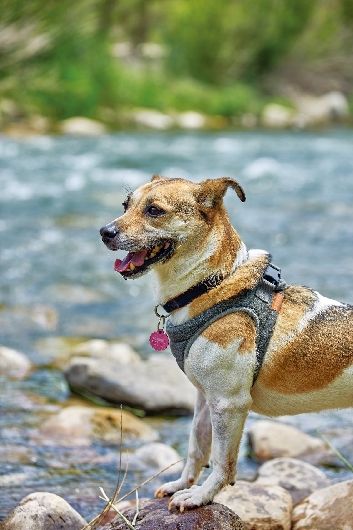 Pet-friendly group outings organized by pet-owners are a stress-free (though costly) method for finding recreation for pets