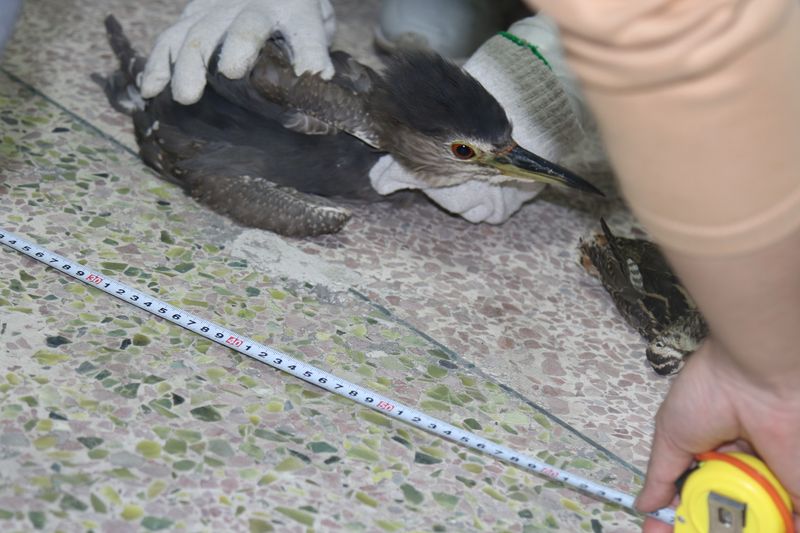 A bird is being measured by conservationists, China’s bird poachers