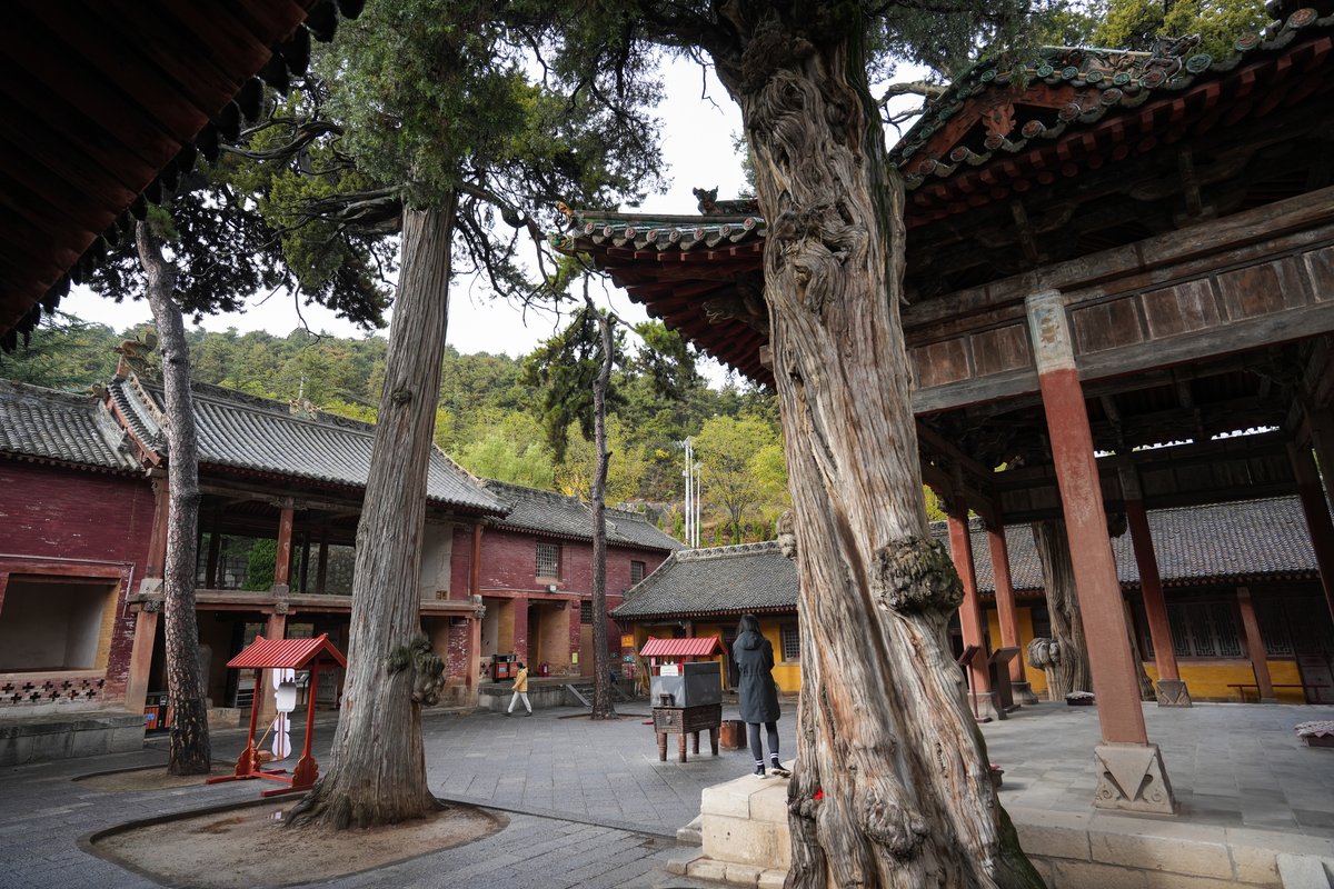 Heritage sites in Jincheng typically feature centuries-old trees, architecture, and artwork like sculptures and murals