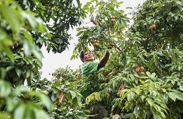 Lychee farmer_VCG111499538548