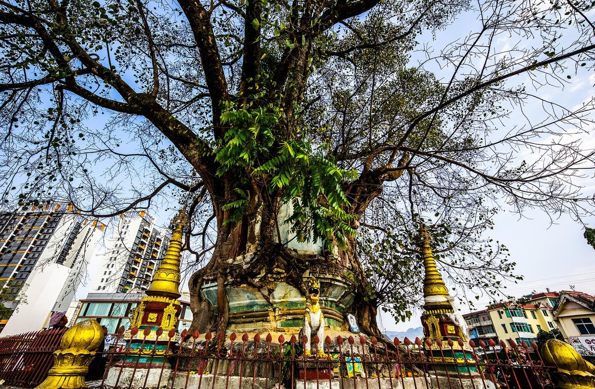 A tree-covered pagoda on the streets of Mangshi in Yunnan province