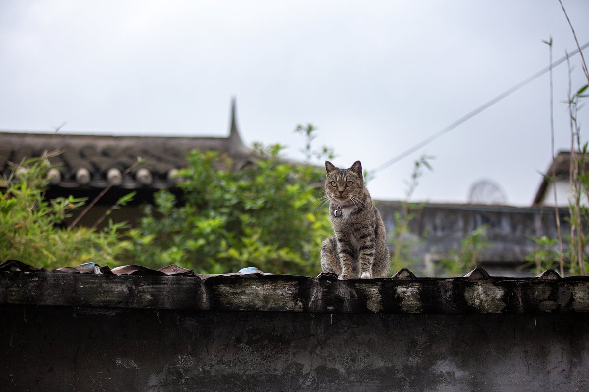 Li Hua cats (狸花猫) are the most common breed of domestic cats in China (VCG)