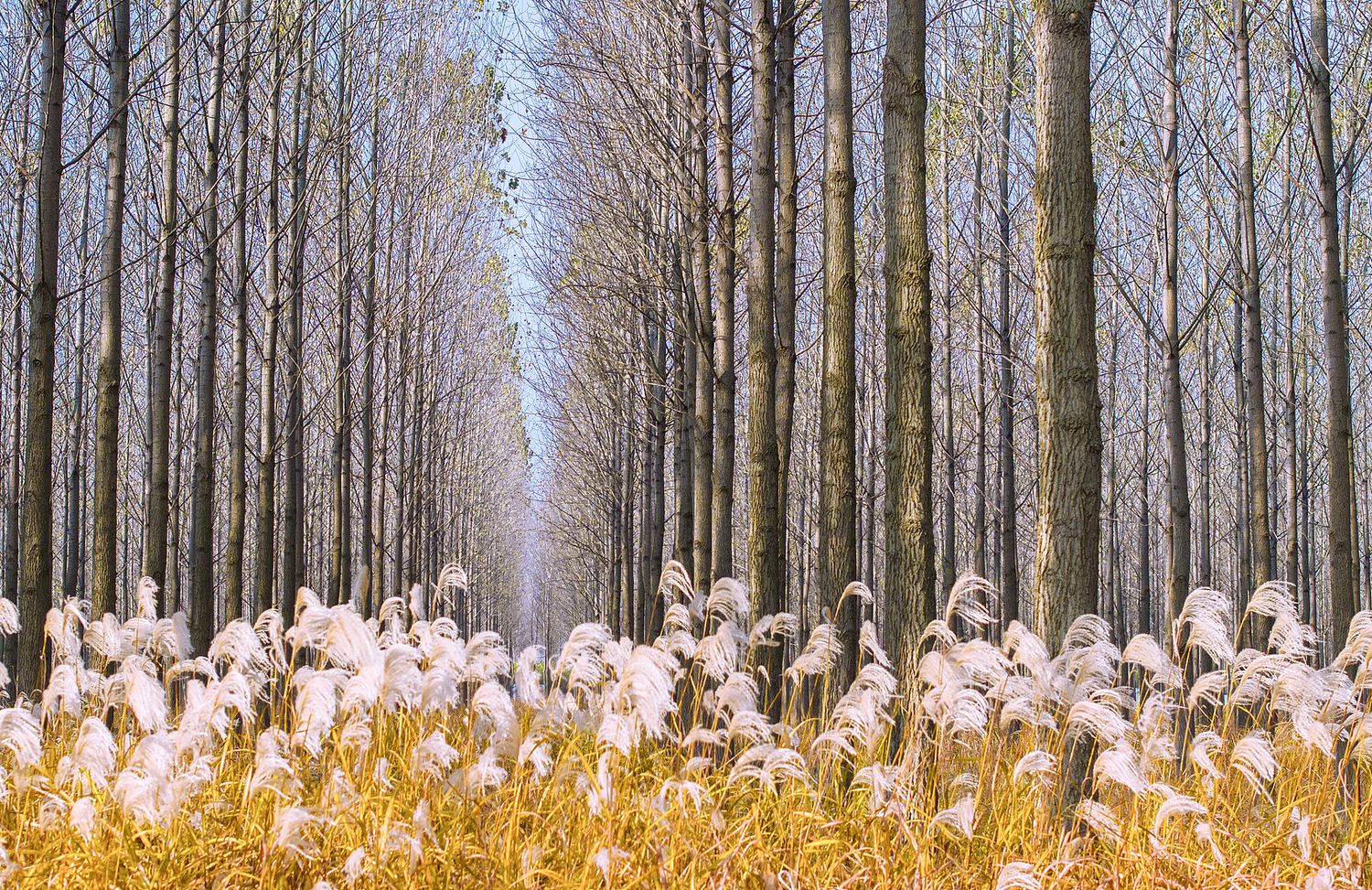 Poplar trees in Suqian, Jiangsu