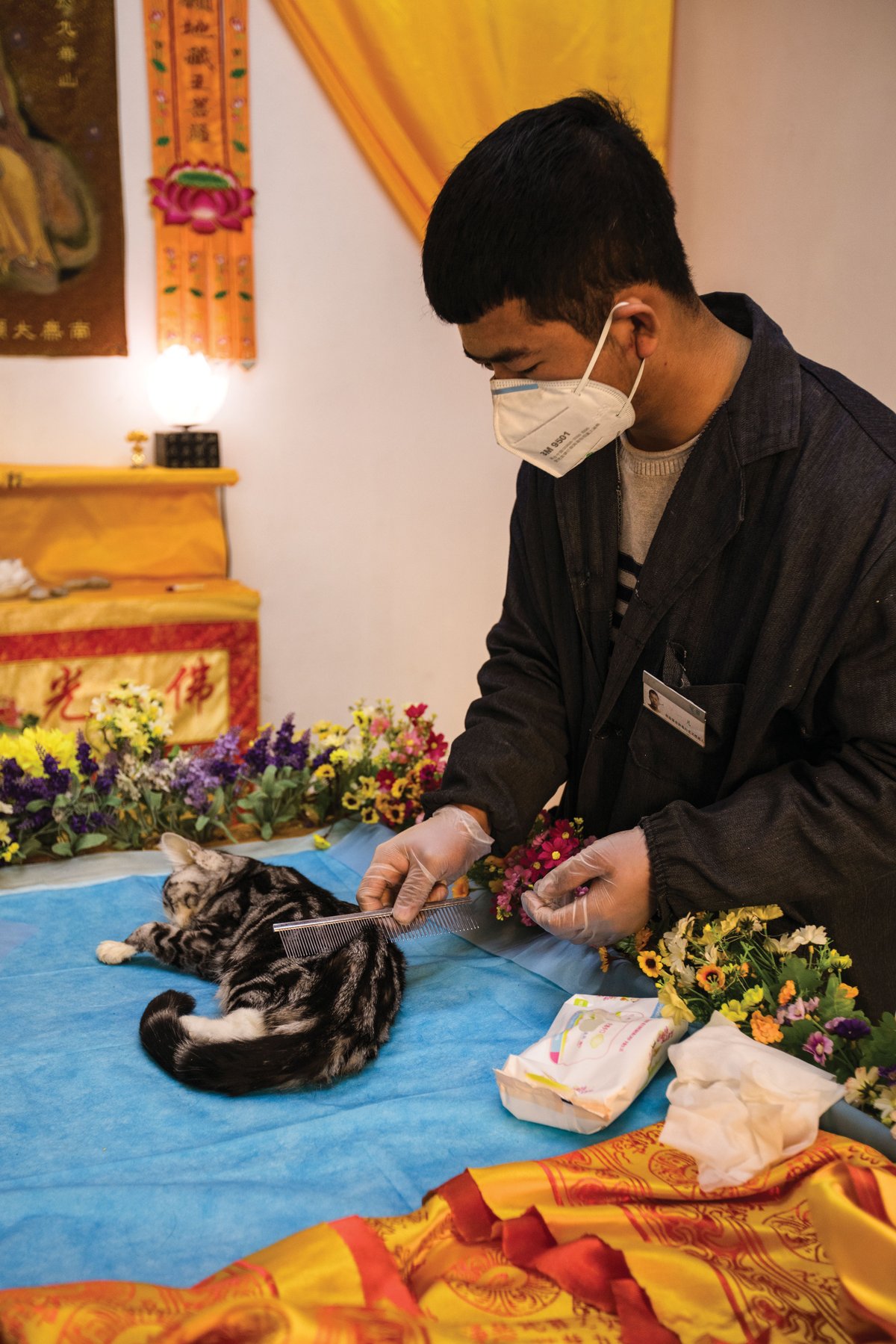 A pet cat is combed before cremation