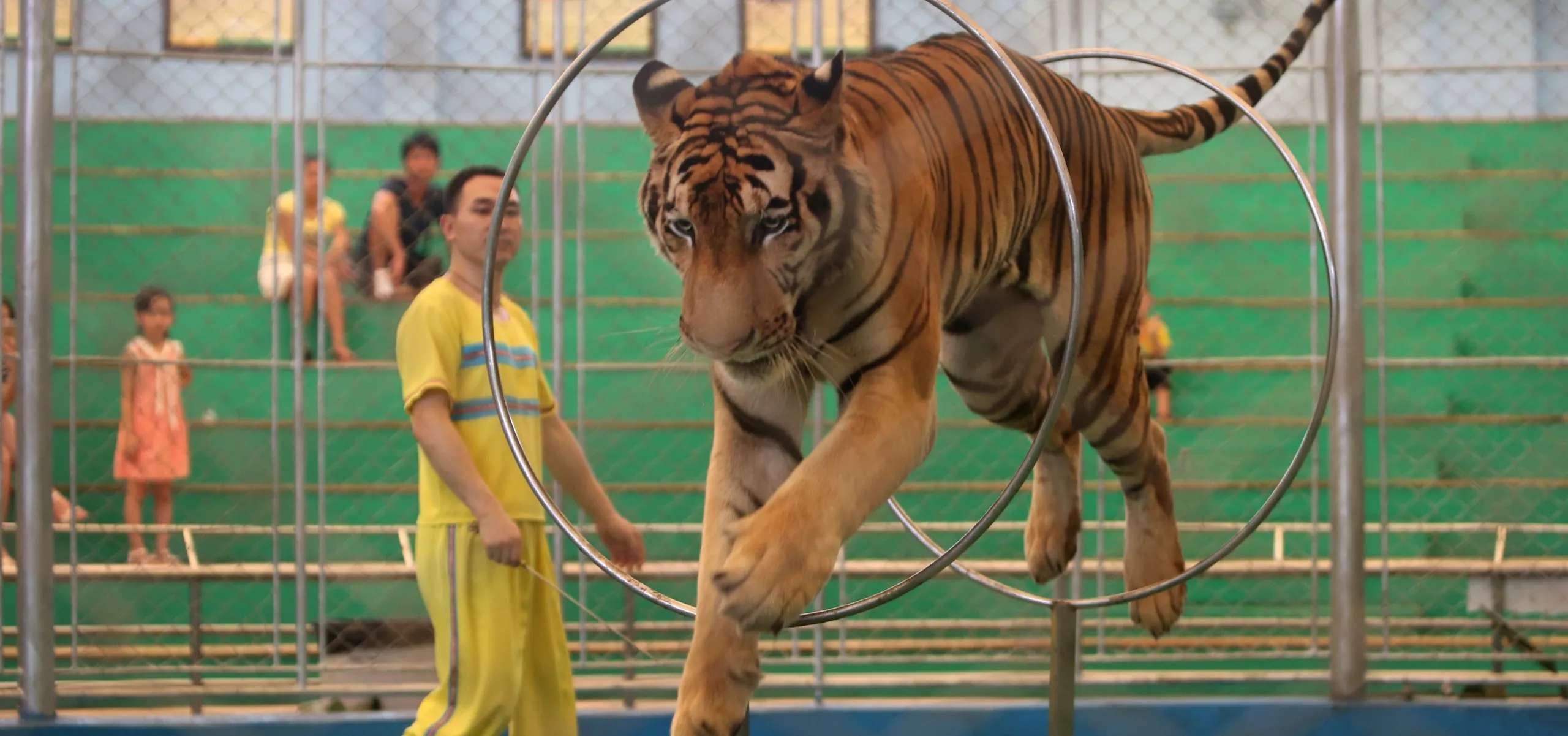 Circus tiger