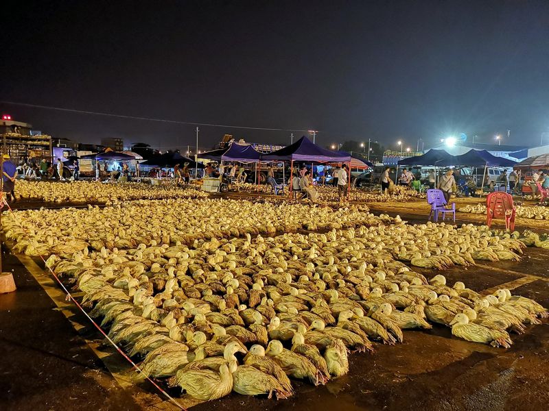 Ducks for Zhongyuan Festival