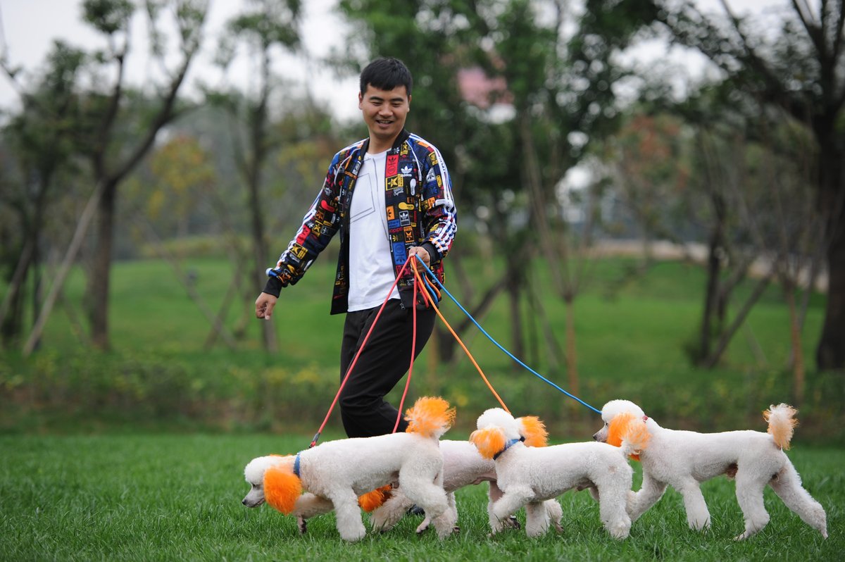 Companion animals are still a relatively new concept in China, where livestock and other productive animals used to be the norm