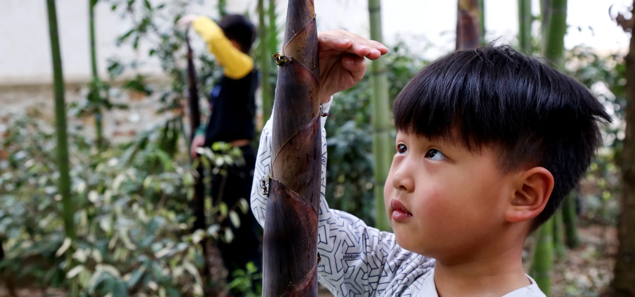 Boy measuring a bamboo stick