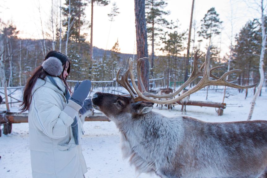 A tourist interacts with a reindeer on an Evenki reindeer farm, near China’s Christmas Village