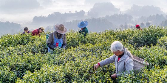Tea pickers in Zhejiang