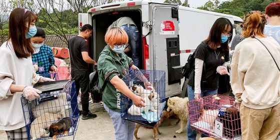 Chinese Animal "Mystery Boxes"