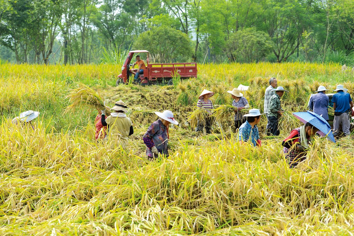 China food security, productive crossbred “hybrid” rice varieties, GM rice