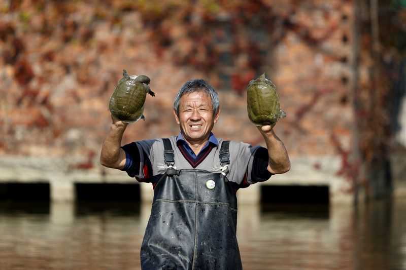 Chinese turtle farmer with Chinese softshell turtles