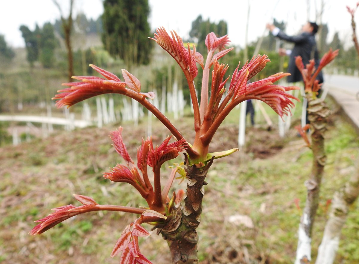 xiangchun (香椿), or Chinese cedar