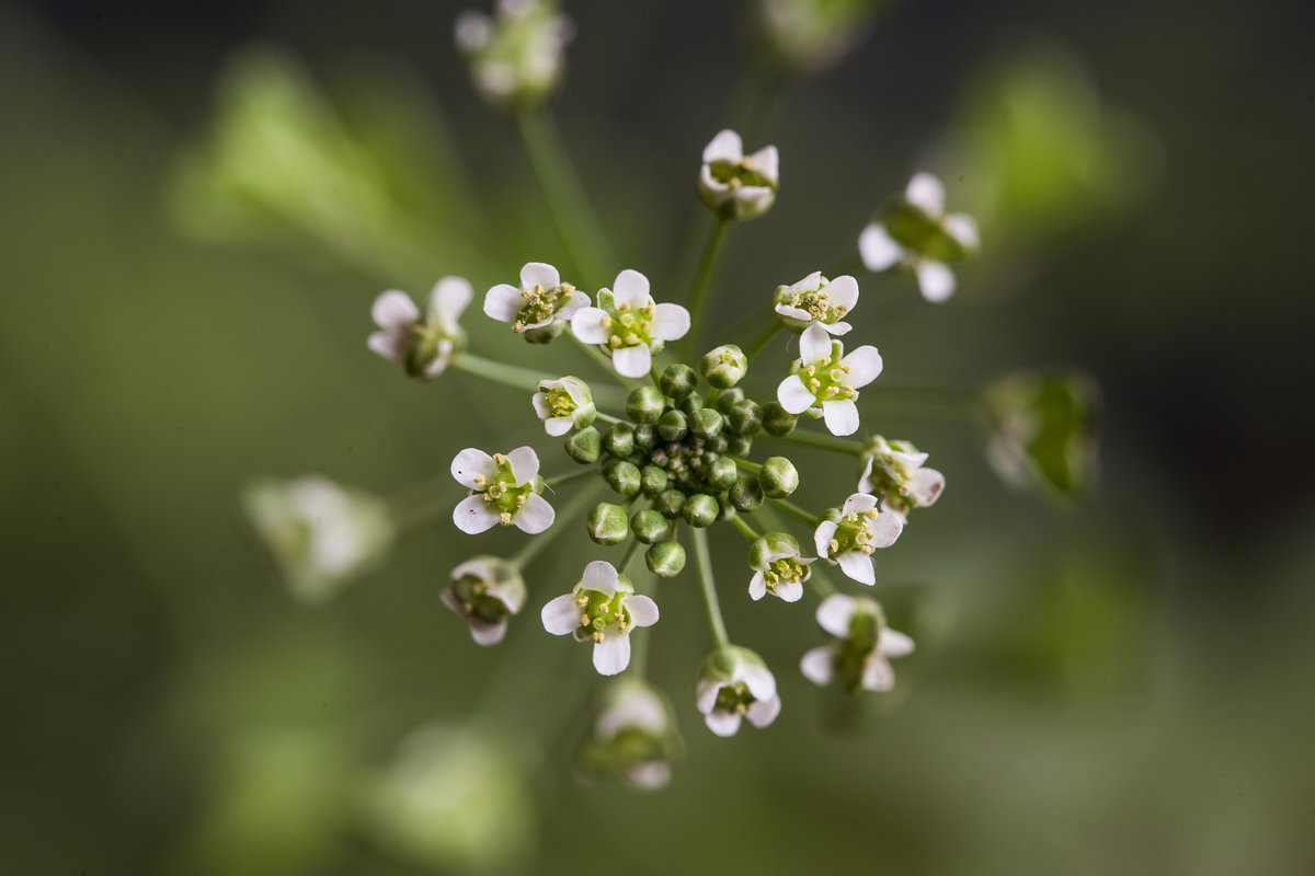 Shepherd’s purse, or Jicai (荠菜)