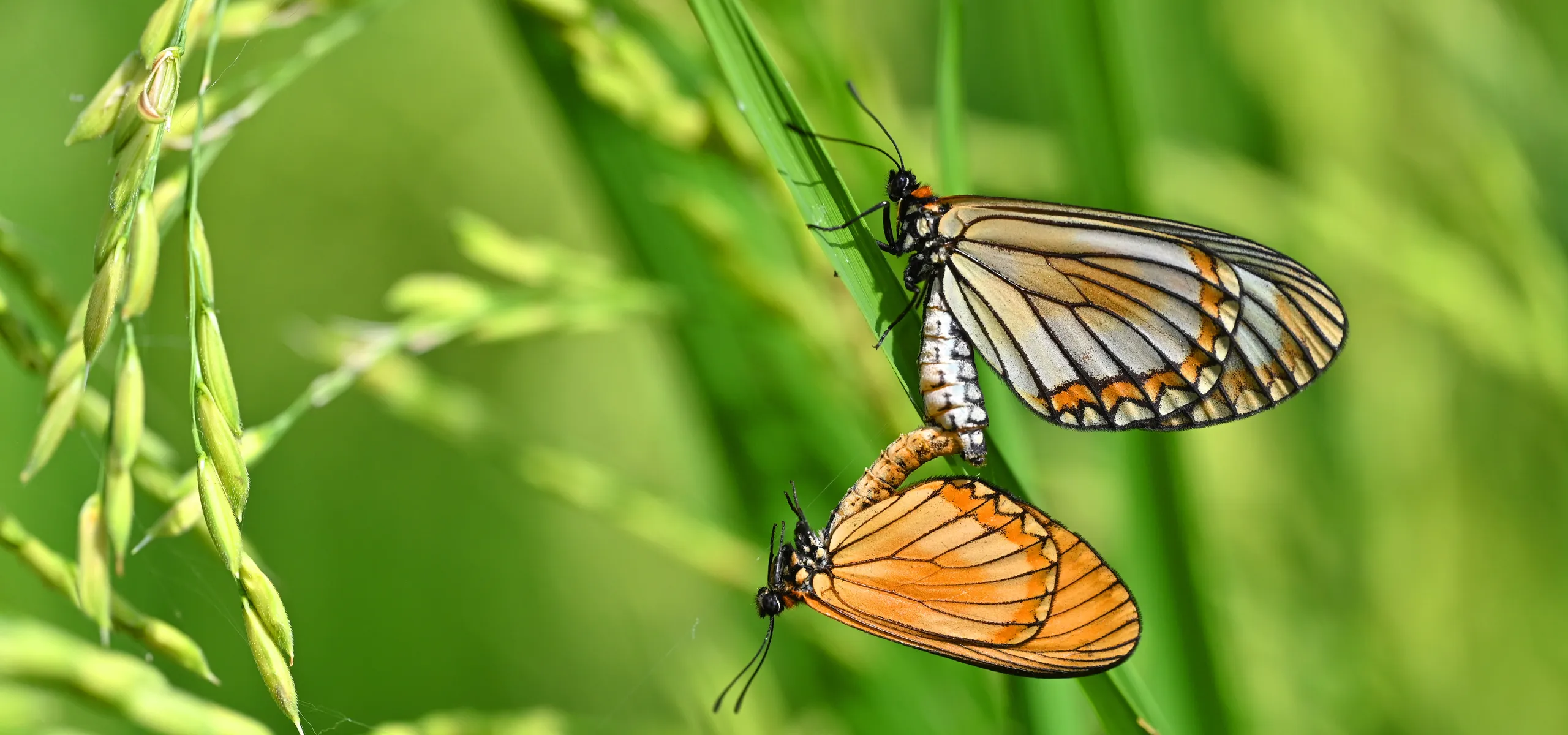 Pair of butterflies