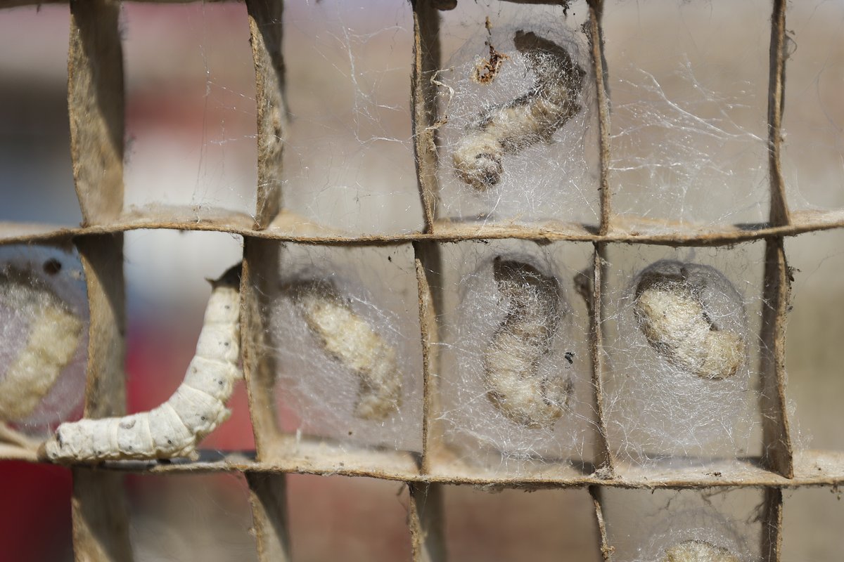 Silkworms at work in Jiangsu province