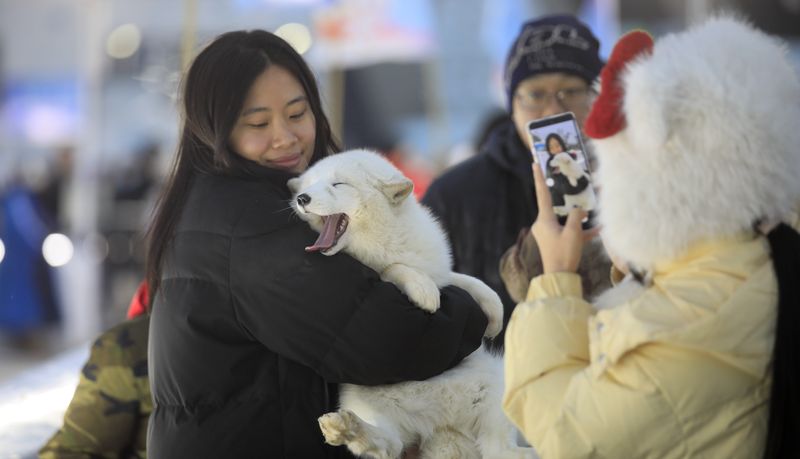 Harbin, snow fox, touring China, Dongbei, China's viral travel destinations