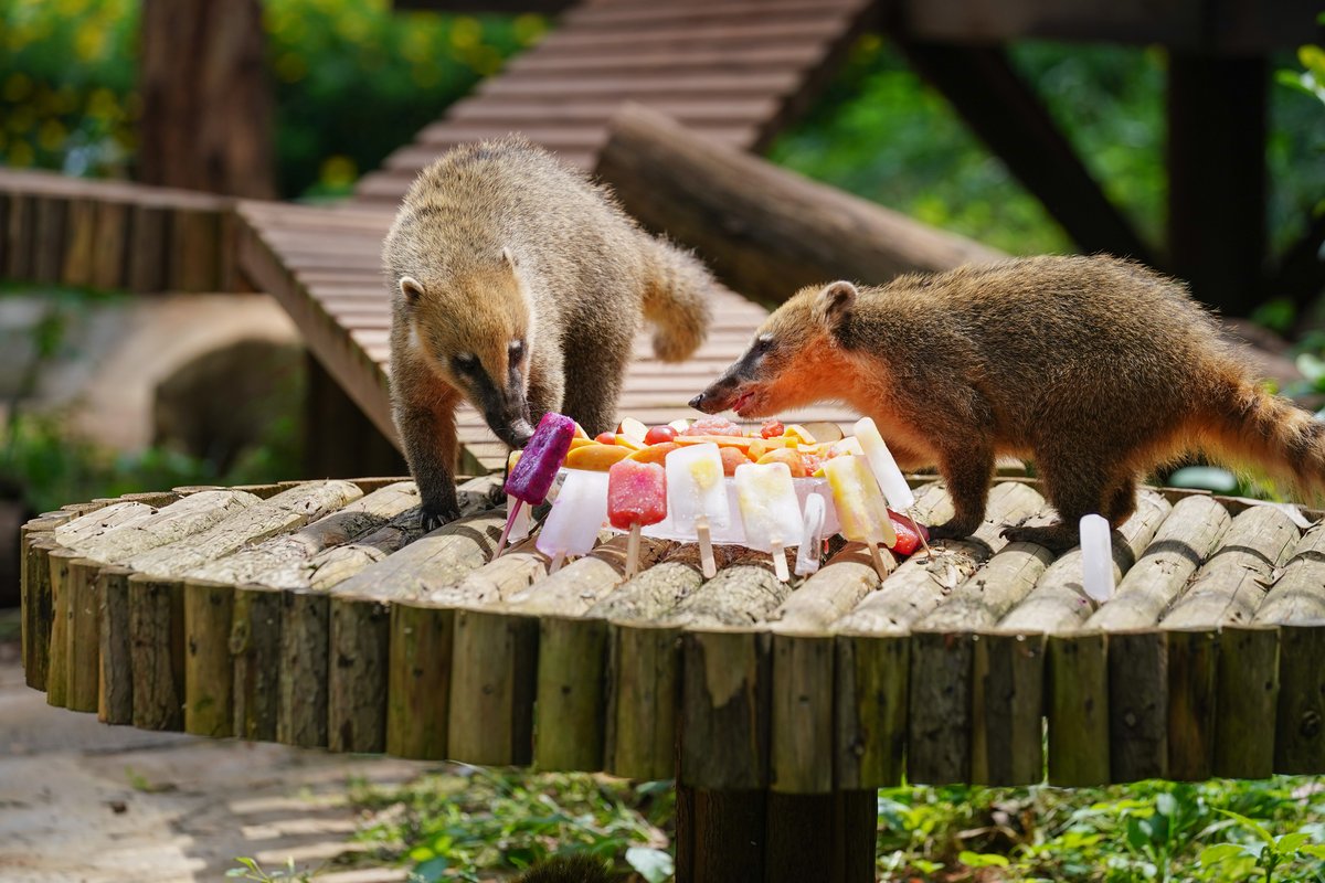 More zoos in China have improved better living conditions for animals, zoo animal welfare in China