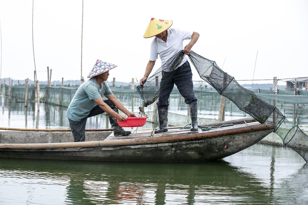 The harvest of Yangcheng Lake crabs officially started on September 25 in 2024