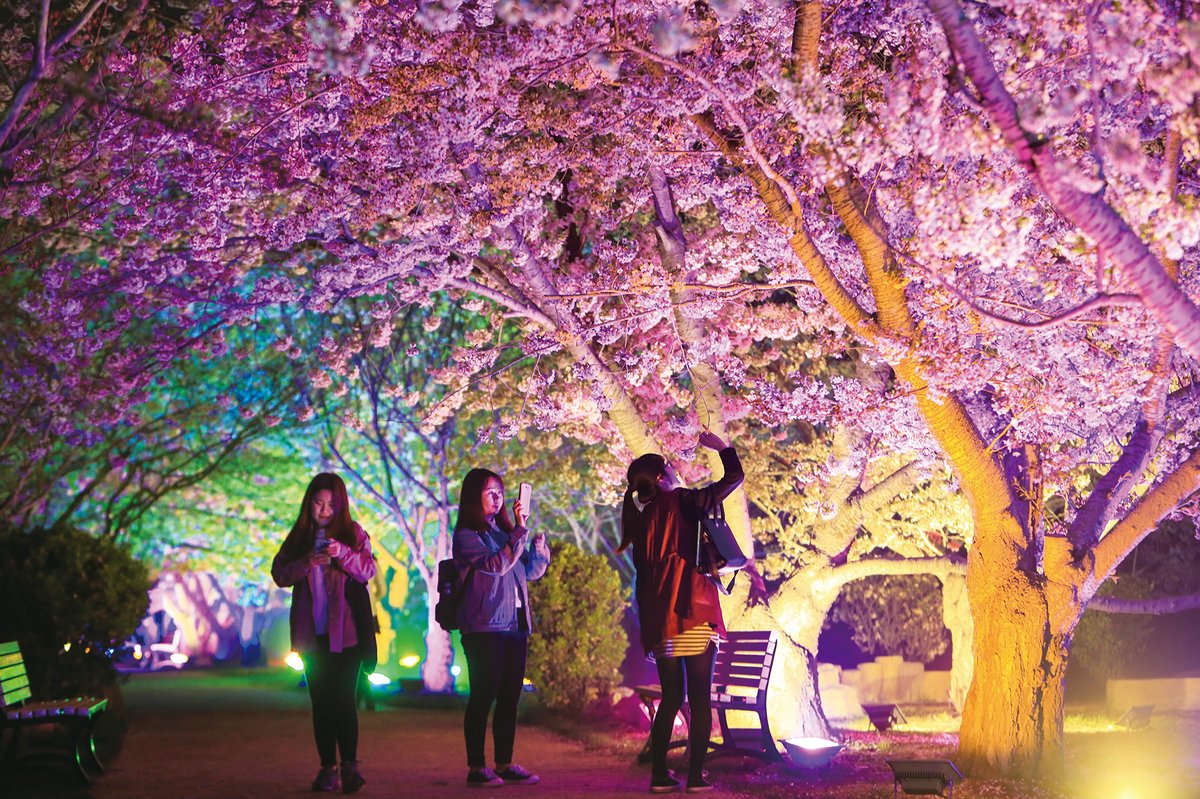 Lüshun’s popular cherry trees were first introduced during the Japanese occupation