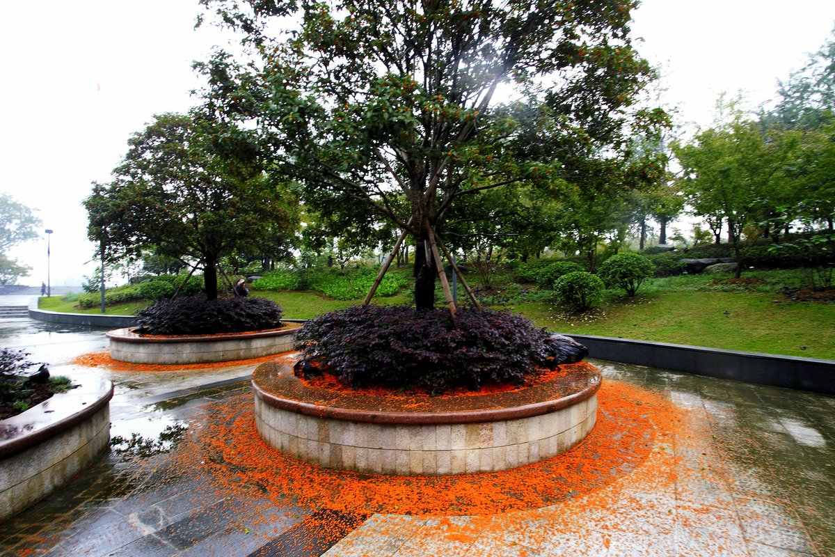 “Osmanthus rain“ seen in Shaoxing, Zhejiang