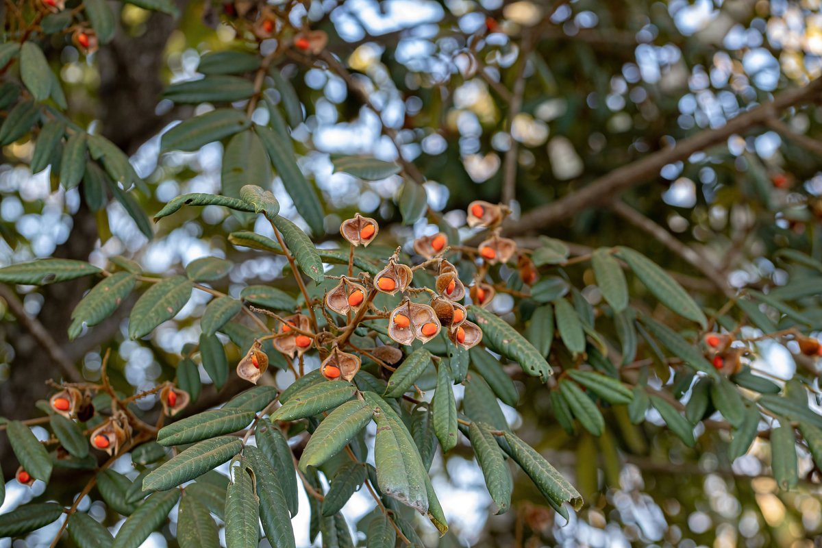 Red bean tree