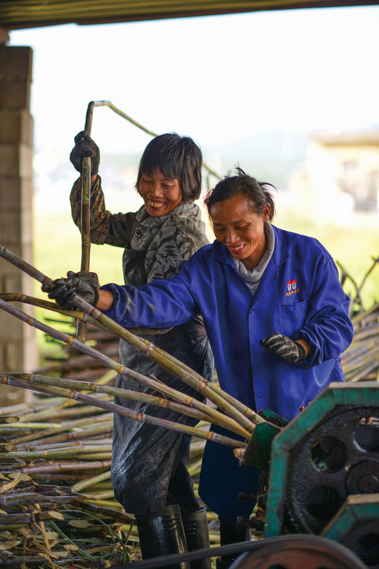 Cane juice used to be pressed by a mill powered by oxen, but now a machine does the job