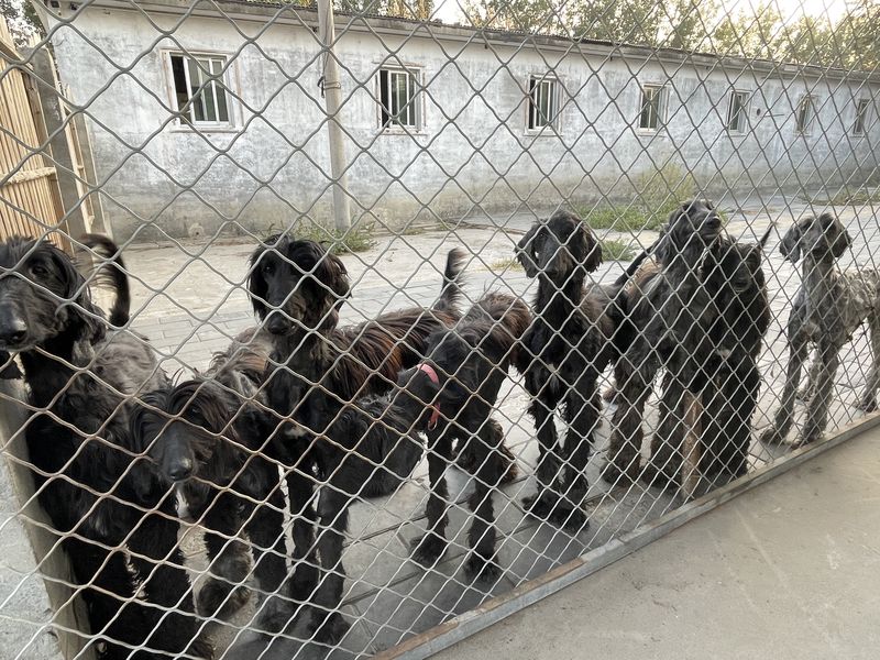 The shelter has relocated numerous times, seeking spacious locations in Beijing's suburbs that will not disurb the neighbors