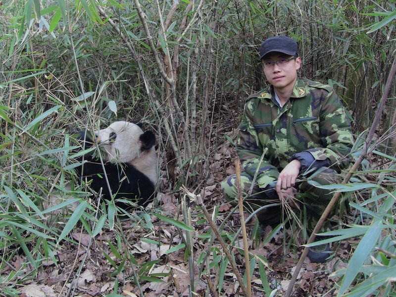 Diao Kunpeng with a wild giant panda in Foping Nature Reserve, Sichuan province, in 2012 (courtesy of Diao Kunpeng)