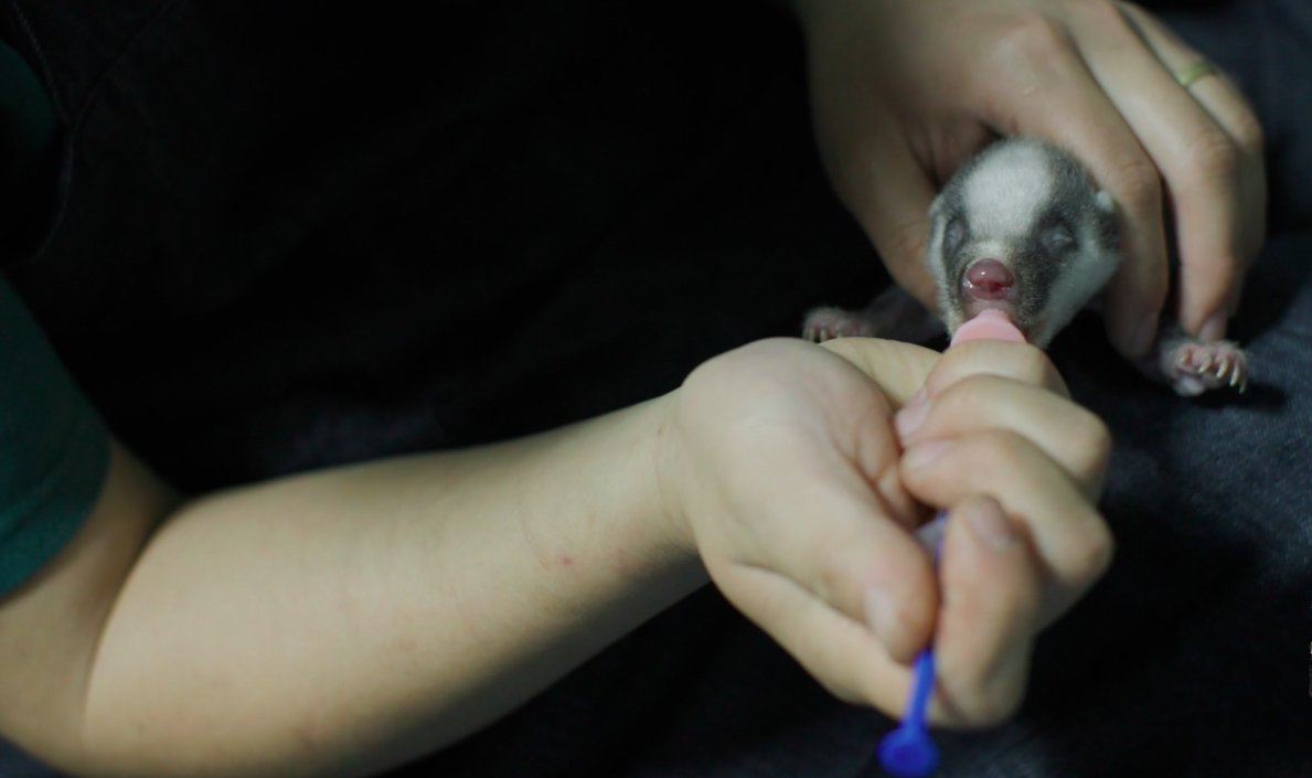 Wildlife protection worker in China feeding a badger cub