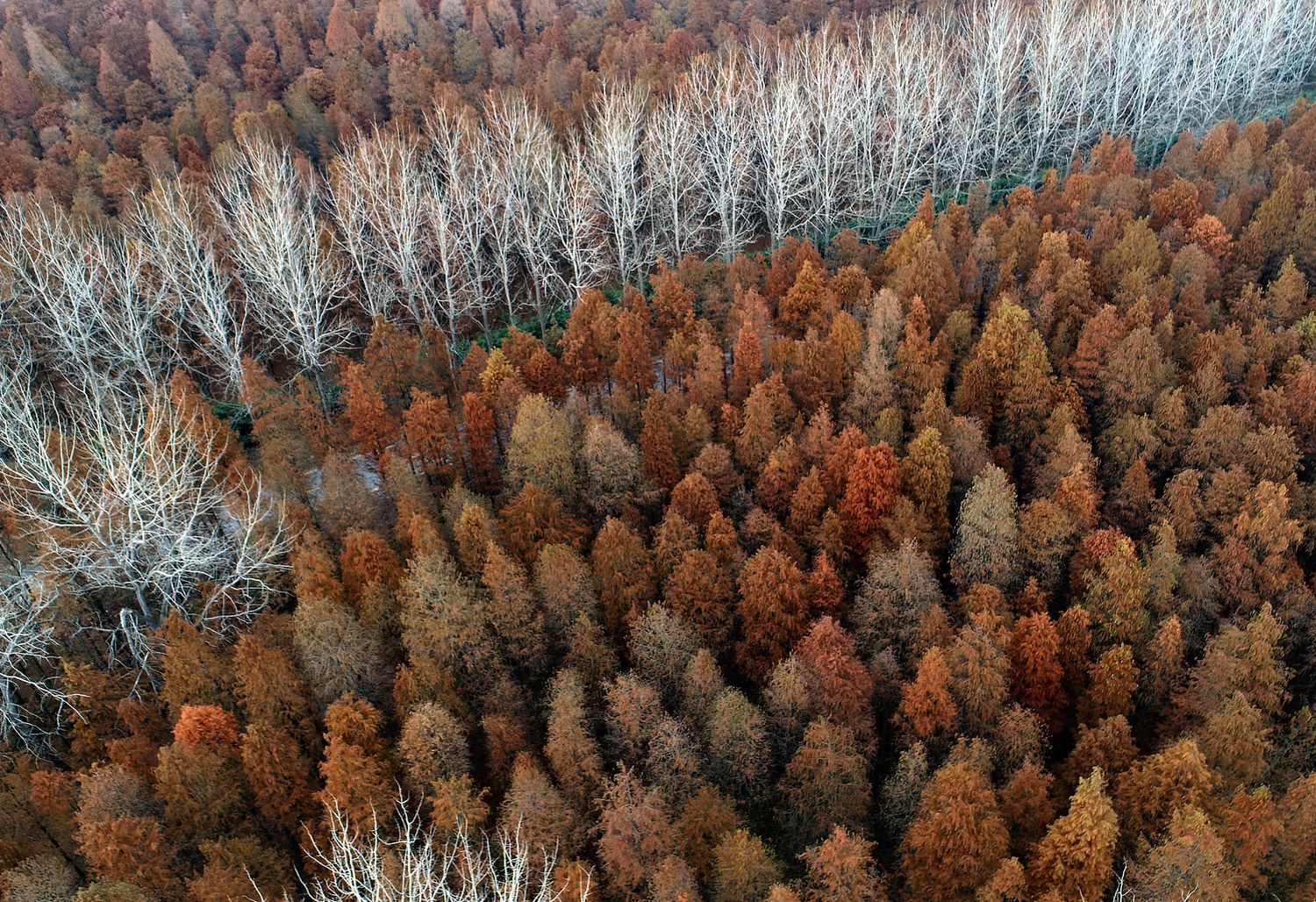 Arrival of winter in Suqian, Jiangsu province shows the changing colors of  white poplar trees and Metasequoia