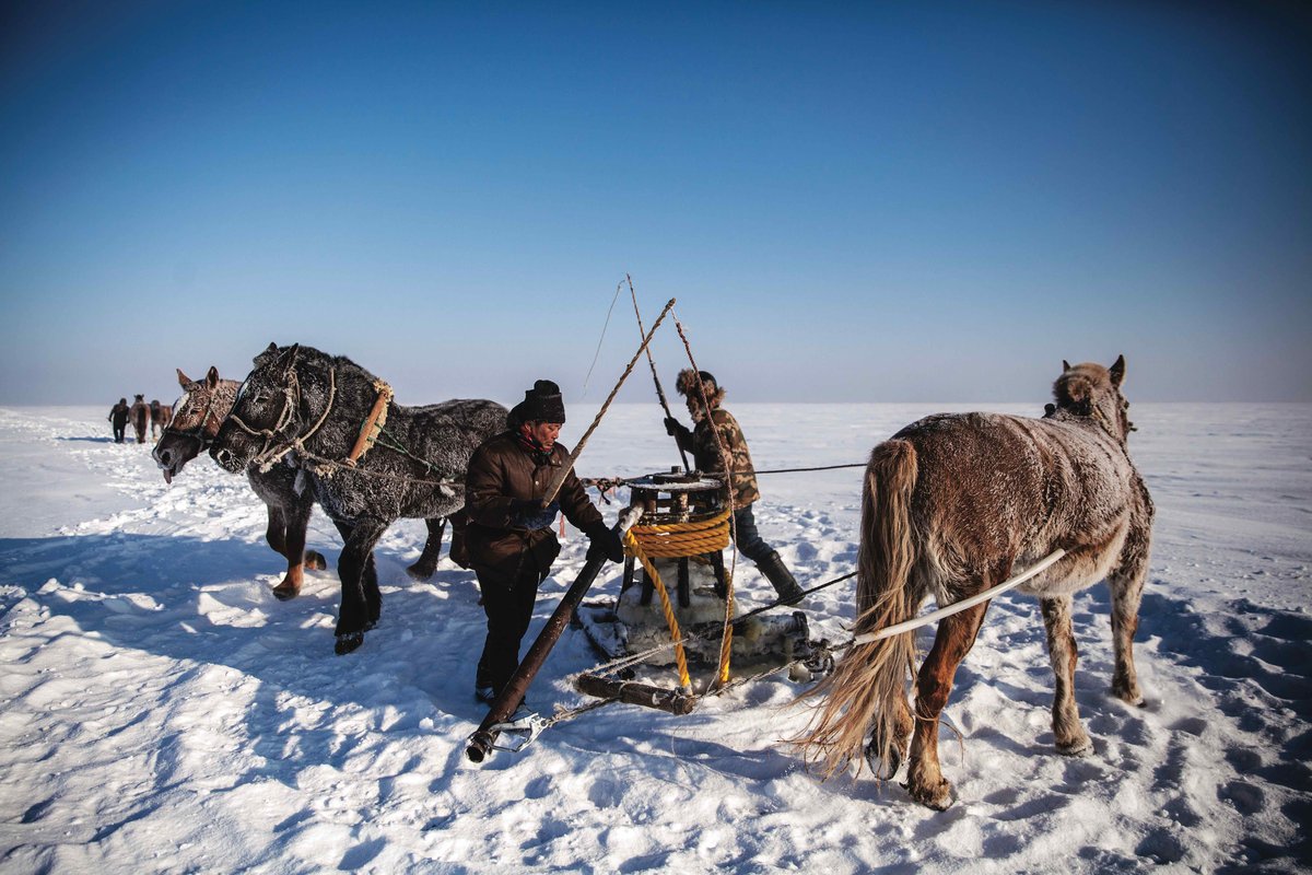 Horses push a turnstile to extend the net under the ice toward the next hole